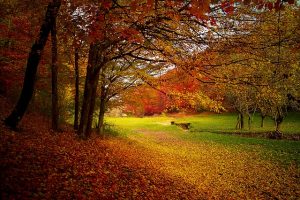 pixabay-otono-autumn-1072827_640