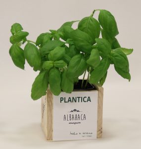 plantica-albahaca2