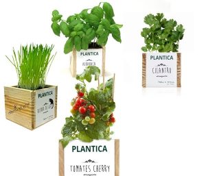 planticas-tomate-cilantro-albahaca-y-hierba-de-gato