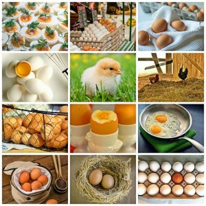 dia-mundial-del-huevo-pixabay-collage-1572831_640