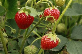 strawberries-55303__180