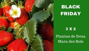 Fresanas Black Friday oferta 3x2 plantas de fresa Mara des Bois